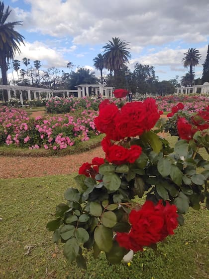 Ubicado en el Parque 3 de Febrero de la Ciudad de Buenos Aires, es un jardín de 3,4 hectáreas con más de 8000 rosales de 93 especies diferentes