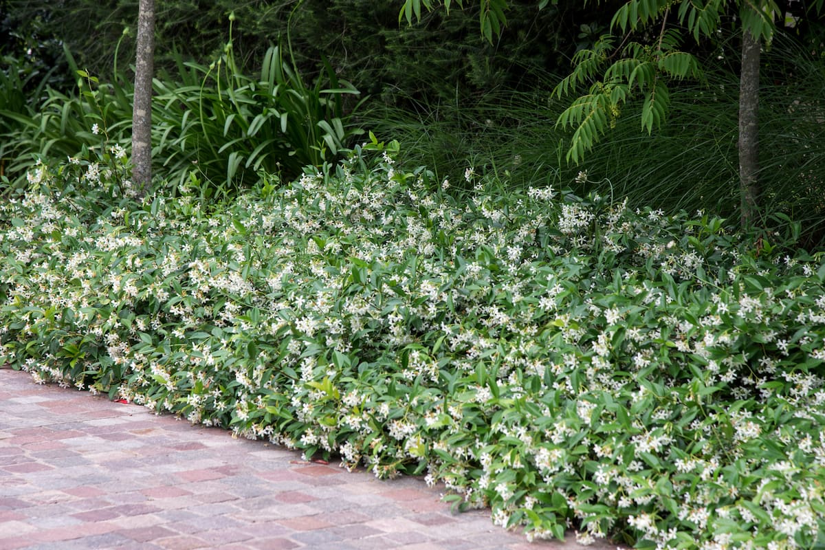 Ubicados cerca de la casa, los jazmines permiten disfrutar mejor de su perfume