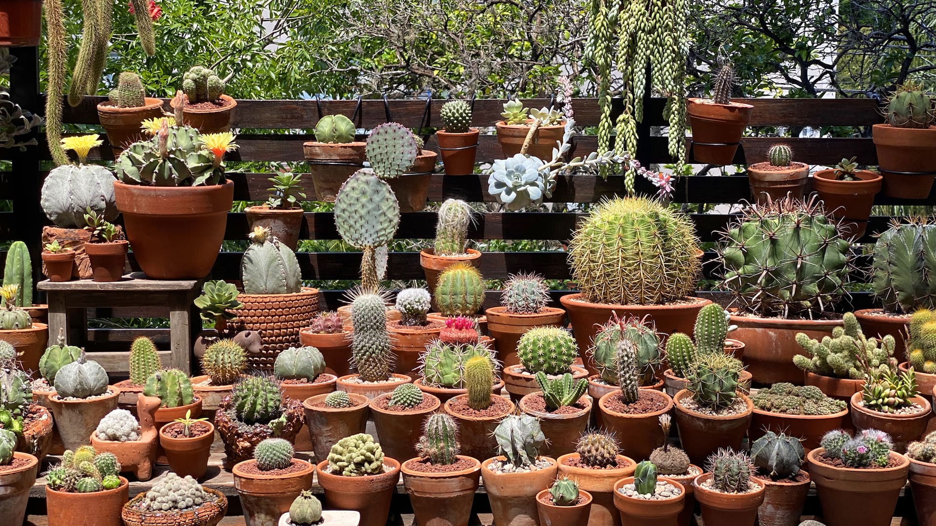 La colección de cactus y suculentas de Teresa reúne unas 500 plantas en su balcón terraza.