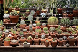Fan de las suculentas. Atesora en su balcón una colección de 500 plantas