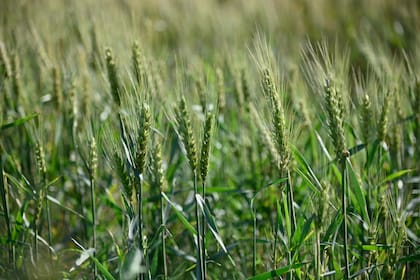 Ucrania prevé un aumento de la cosecha y las exportaciones de trigo y maíz en 2025/26