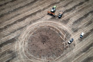 El escenario del trigo en un año Niño