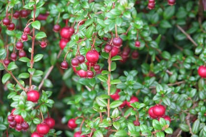 Ugni molinae: un árbol ornamental que no invade ni oscurece en exceso