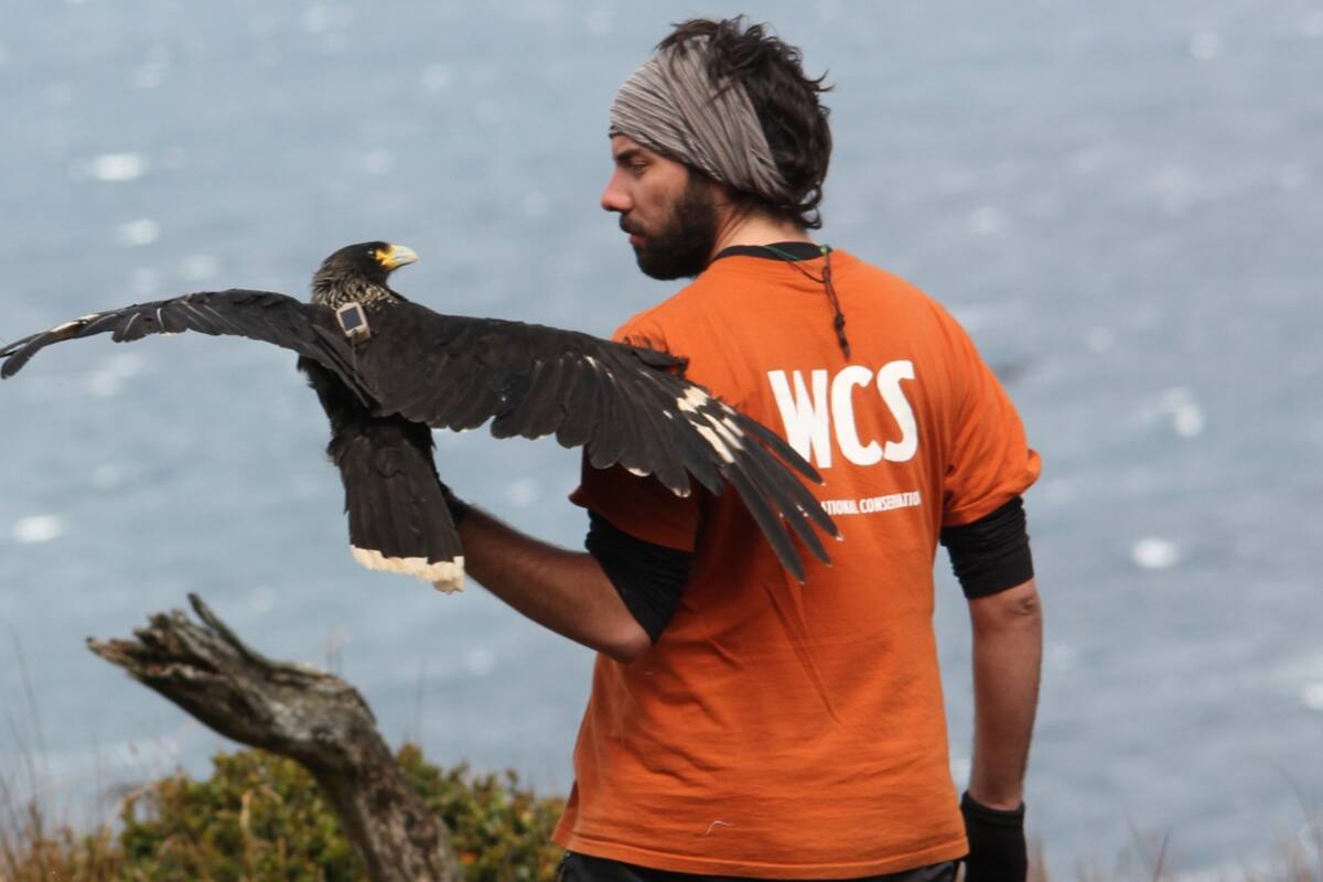 Ulises con el carancho
