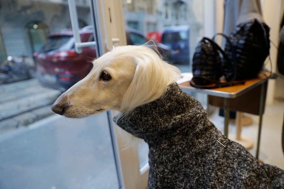 Ulisse, un galgo afgano, viste un abrigo creado por la diseñadora Giovanna Temellini en la boutique Temellini, en Milán, Italia. Milán ha sido durante mucho tiempo conocido por su pret-a-porter. Ahora los perritos quieren entrar con una nueva línea de alta costura para caninos: Temellini Dog a Porte