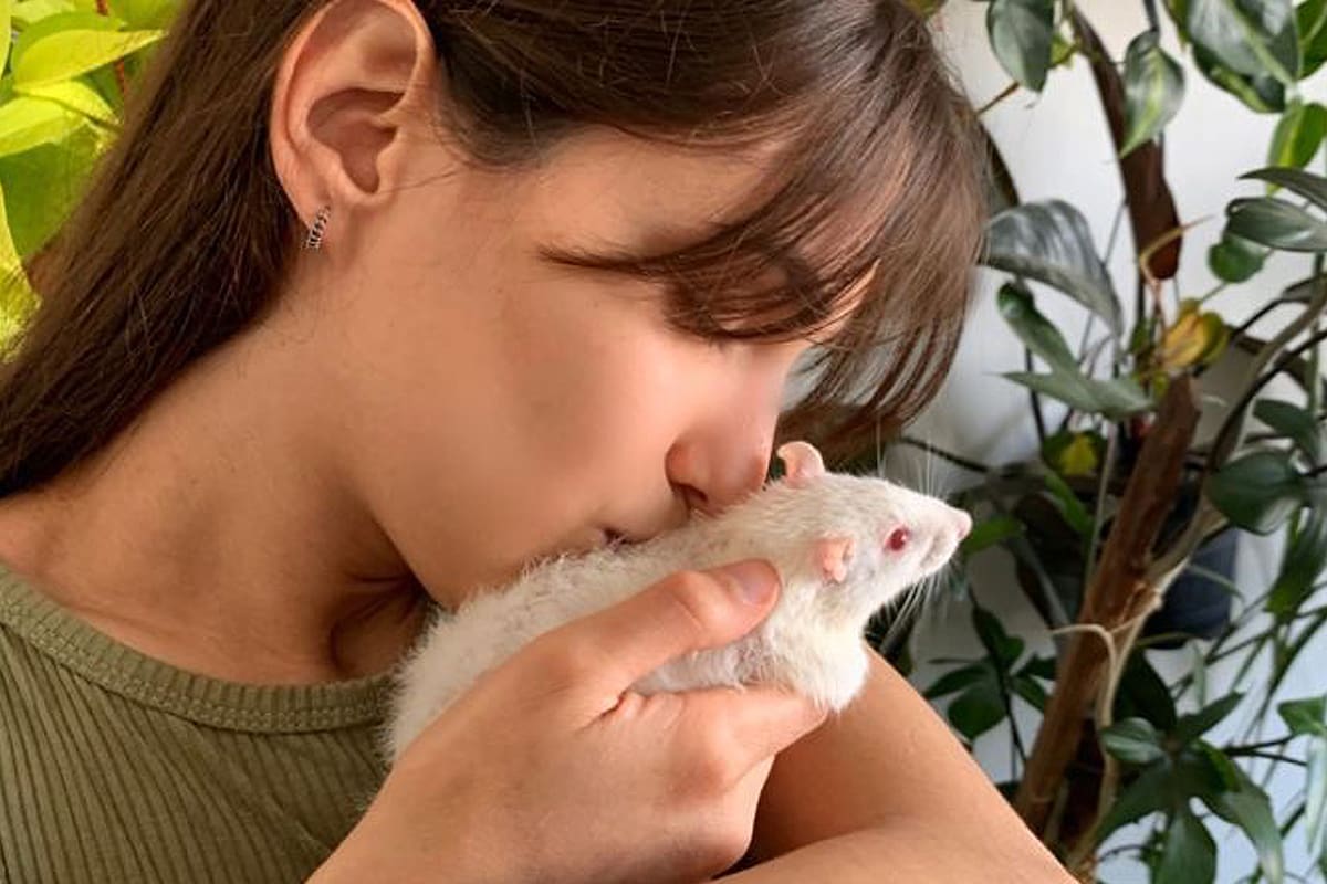 Ultrasónica, una de las 31 ratas que tiene en tránsito Verdier