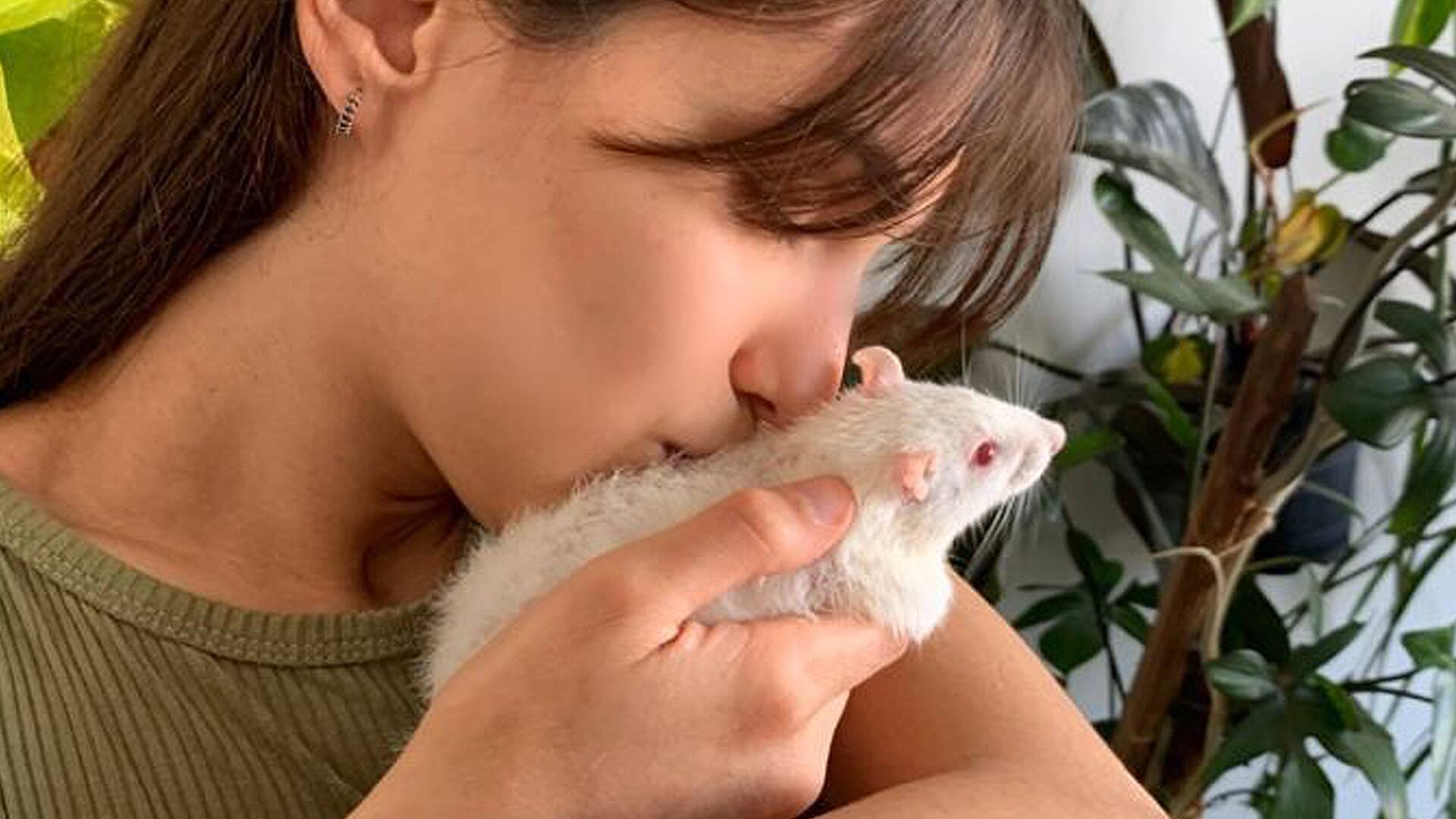 Ultrasónica, una de las 31 ratas que tiene en tránsito Verdier