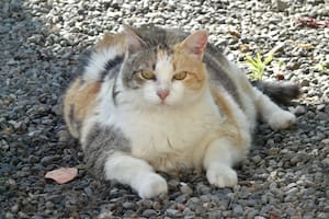 Un 60% de los gatos padecen obesidad de acuerdo a un estudio