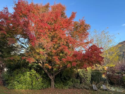 Un Acer Palmatum ilumina el jardín de la casa Sitio Patrimonial