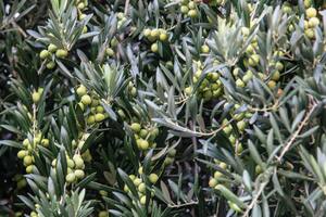 El ácido de las hojas del olivo que podría ser clave para la diabetes y el alzhéimer