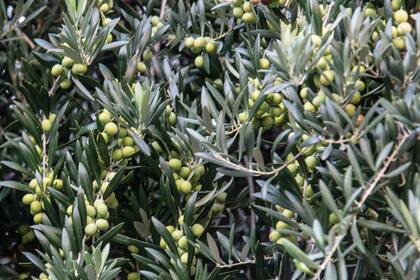 Un ácido en las hojas del olivo podría ser la clave para tratar la diabetes y el alzhéimer