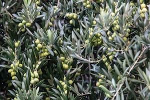 El ácido de las hojas del olivo que podría ser clave para la diabetes y el alzhéimer