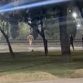 Un adolescente escapaba de repartidores que lo acusaban de robo, cruzó una autopista y fue atropellado en Mendoza