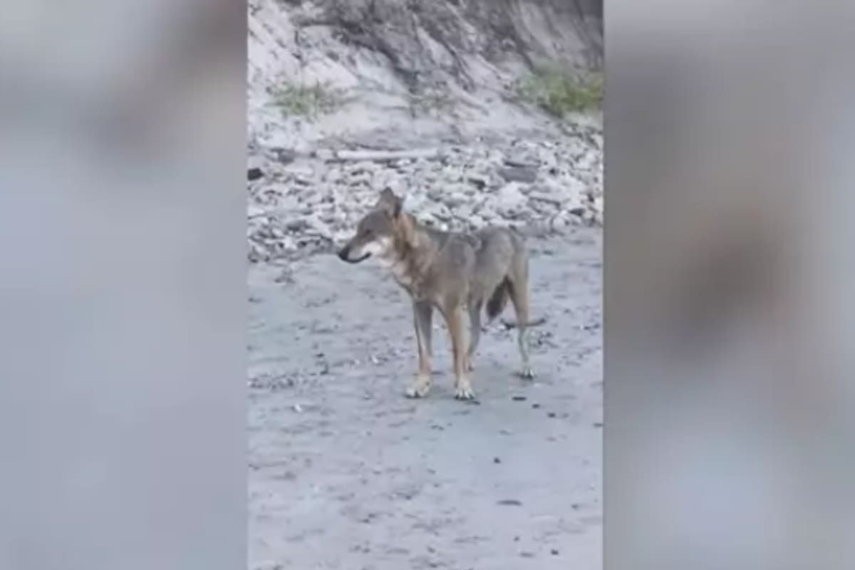Un adolescente juega con un lobo salvaje en una playa italiana