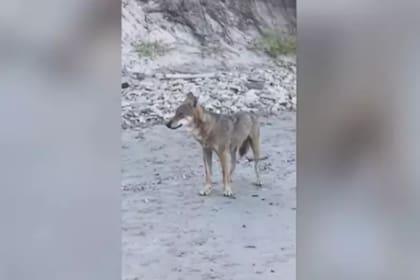 Un adolescente juega con un lobo salvaje en una playa italiana