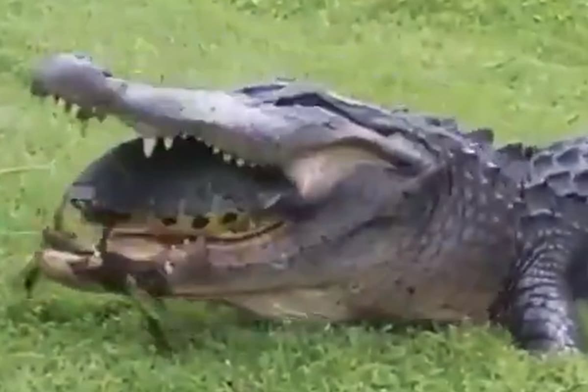 Un aficionado registró el dramático encuentro entre los dos reptiles