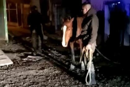 Un agente de la policía bonaerense rescata a uno de los caballos que iba a ser faenado en el matadero clandestino de La Matanza