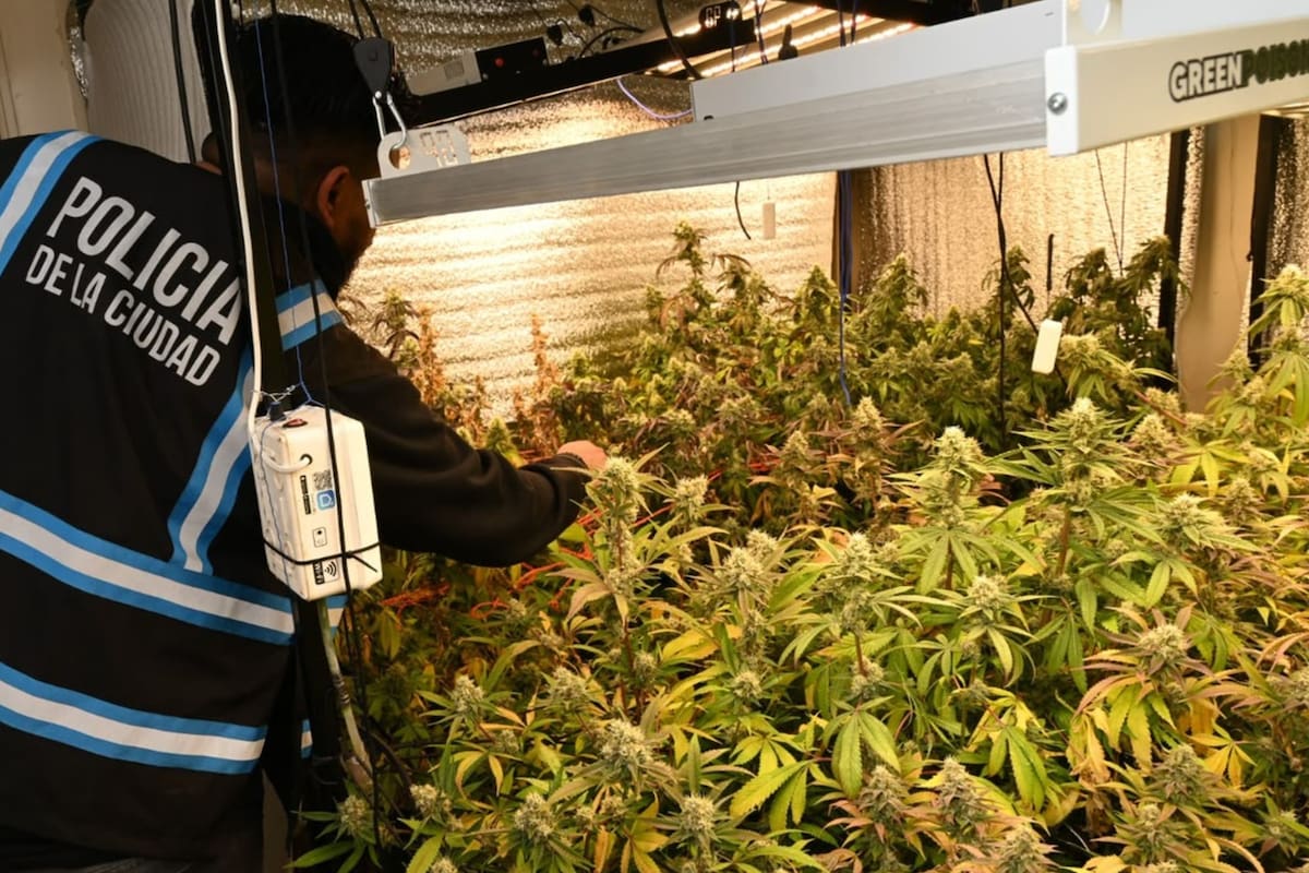 Un agente de la Policía de la Ciudad observa las plantas halladas inesperadamente durante el allanamiento a un departamento por una denuncia por violencia de género
