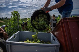 Olas de calor en Europa complican cosechas de uvas para Champagne