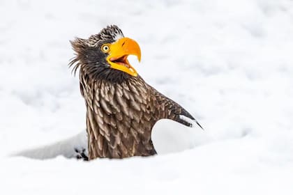 Un águila marina de Steller emerge de la nieve con el pico abierto