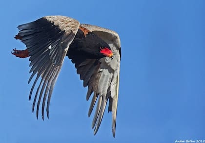 Un águila volatinera en Sudáfrica