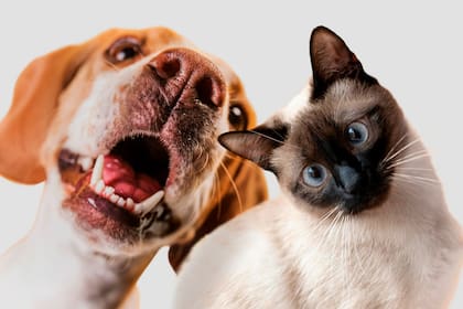 Un aliento desagradable puede ser síntoma de alguna enfermedad subyacente, de ahí que sea tan importante visitar al veterinario con frecuencia