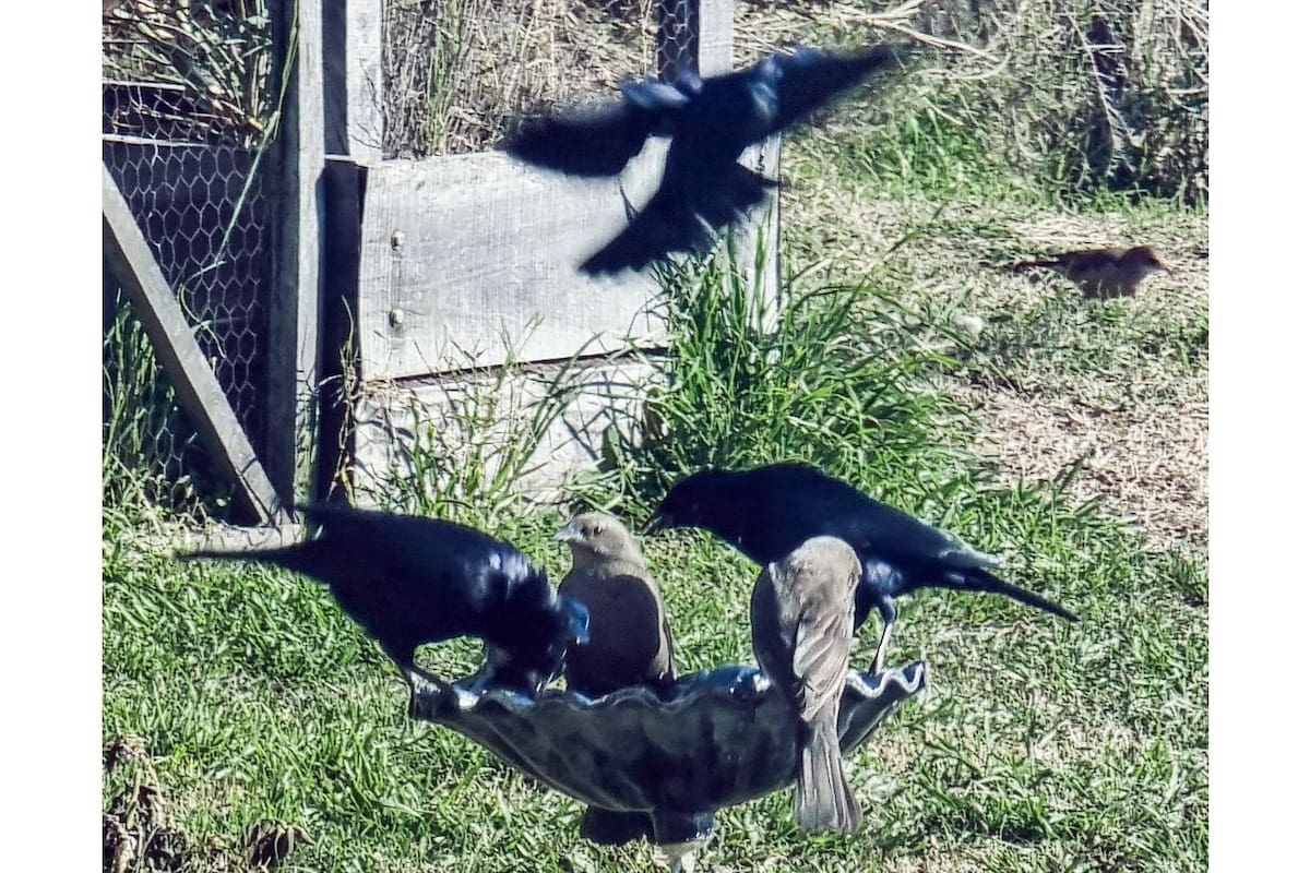 Un almuerzo alado. Las aves compiten, y suelen hacerlo con vehemencia; pero de algún modo, todos comen