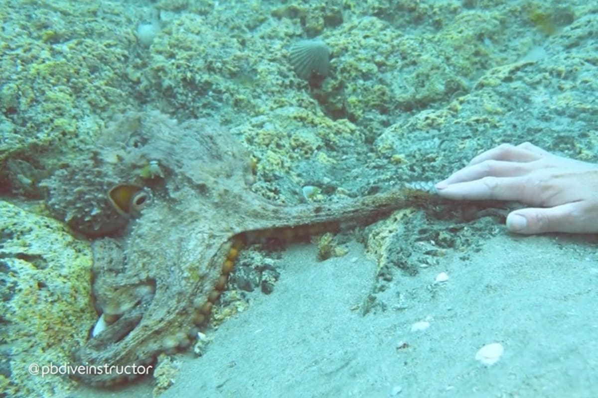 Un amistoso pulpo coge la mano de una buceadora en un encuentro mágico en Nueva Zelanda