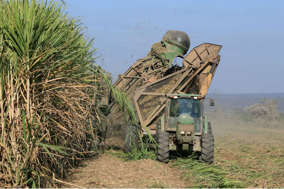 Un amparo busca retrotraer una medida del Gobierno en beneficio de los productores azucareros
