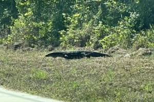 Un animal, al costado de la ruta, asustó a una mujer y su hija