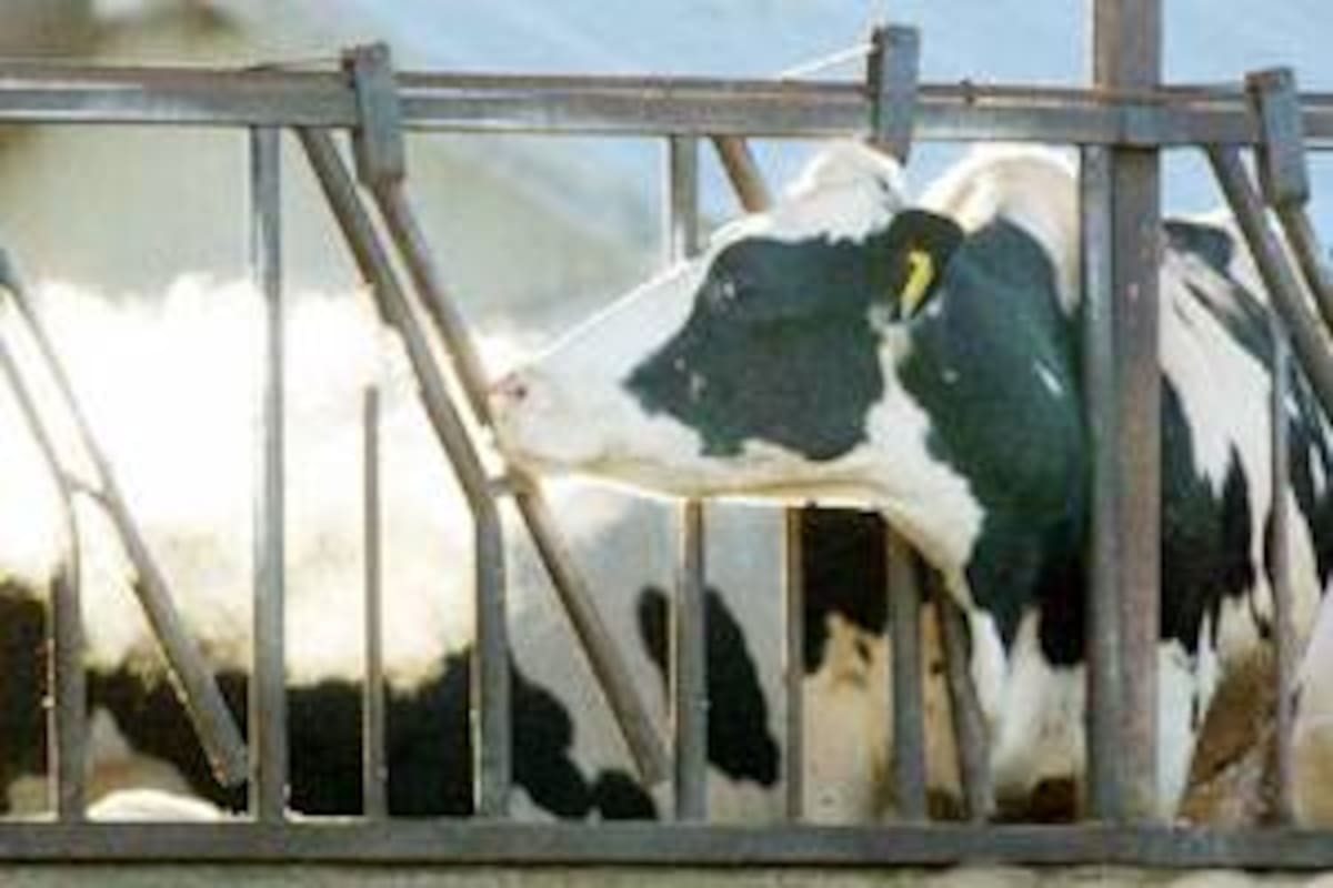 Un animal bajo cuarentena en los Estados Unidos, donde fue descubierto un caso del "mal de la vaca loca"