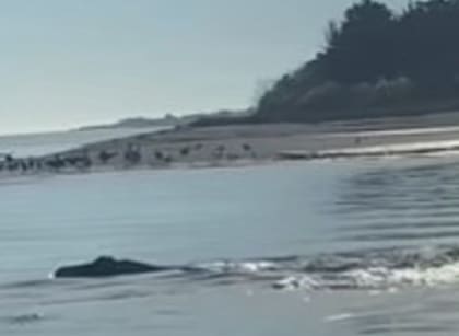 Un animal, con características similares al monstruo del Lago Ness, fue fotografiado en los Estados Unidos