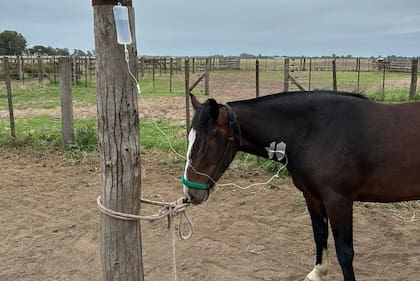 Un animal con un tratamiento ante la enfermedad