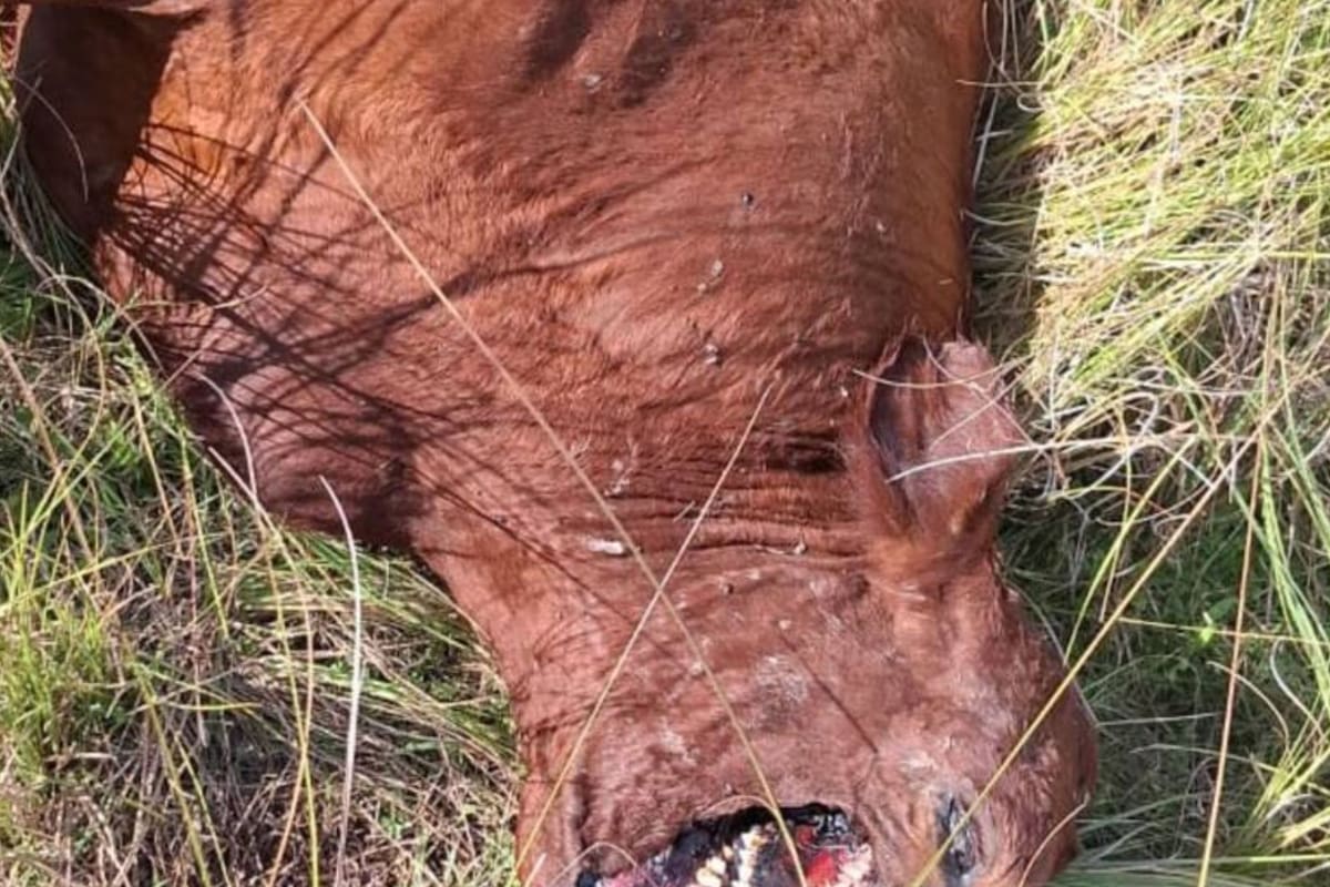 Un animal que apareció mutilado recientemente