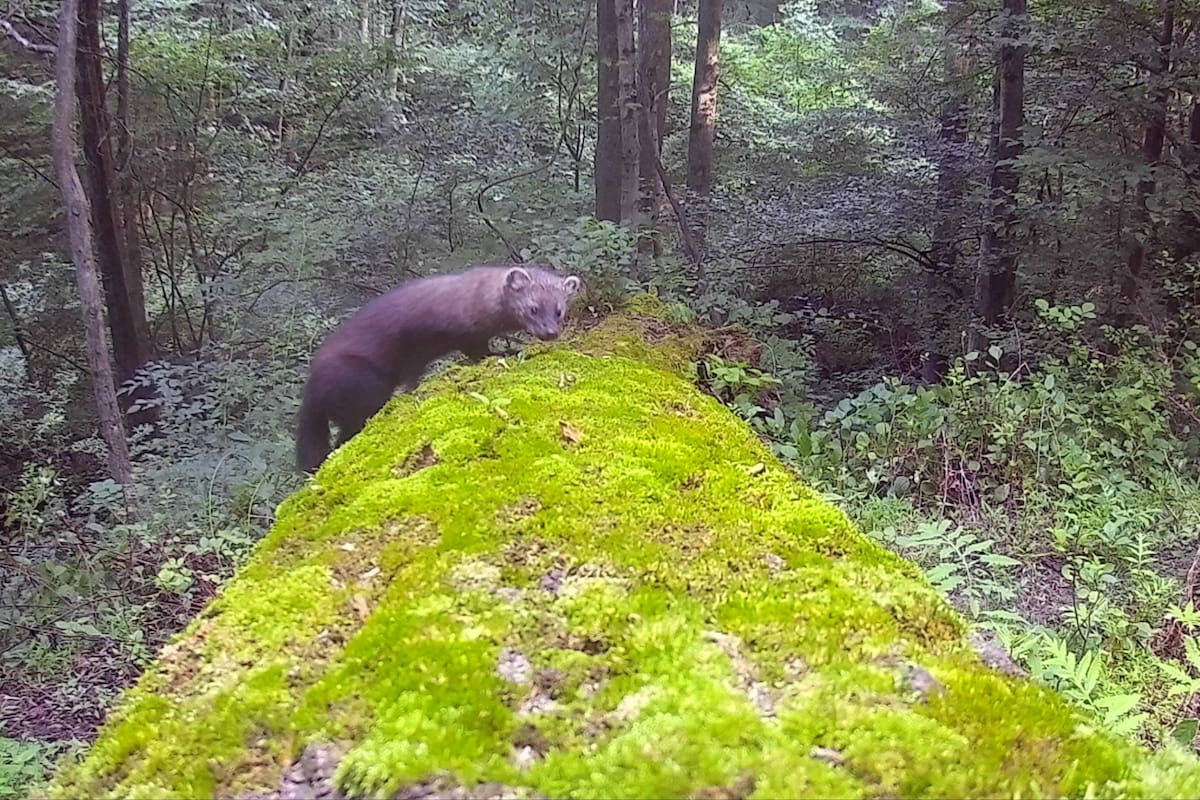 Un animal que se creía extinto fue capturado por una cámara en Pensilvania