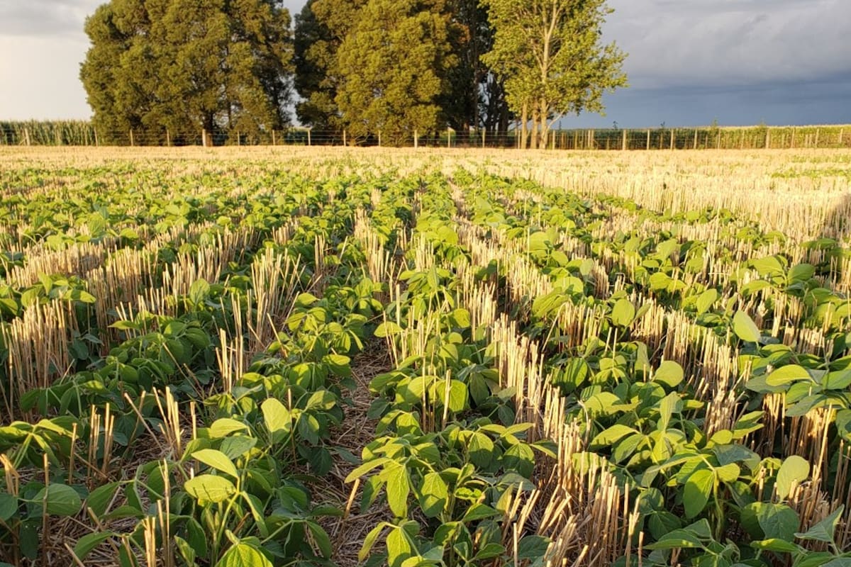 Un año con múltiples desafíos para el campo