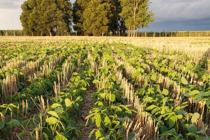 Un año con múltiples desafíos para el campo