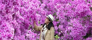 La aventura de los cazadores de plantas que llevaron los rododendros a Occidente