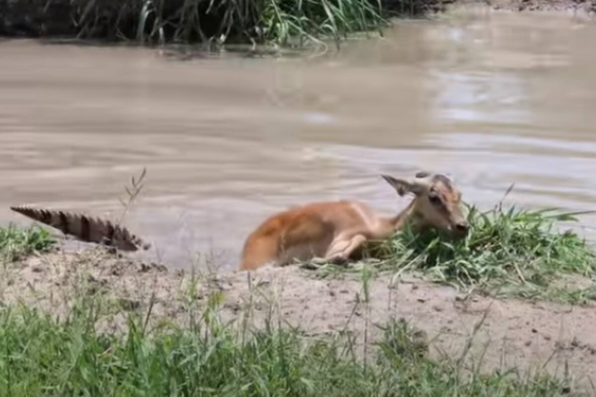 Un antílope logró escapar del estanque donde lo atrapó un cocodrilo, pero al salir lo esperaba un leopardo. Captura Youtube.