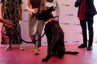 Un aplauso de patas para "La perra", ganadora del premio Palm Dog en Cannes