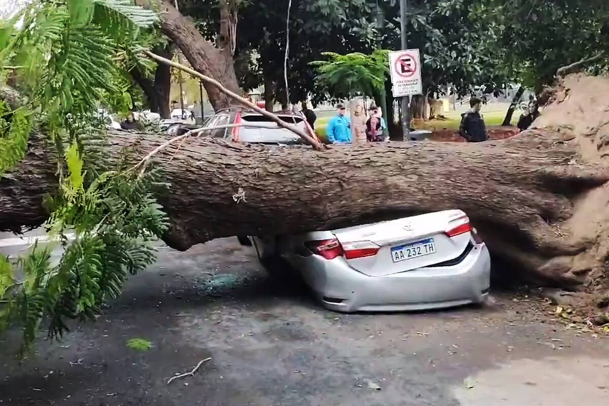 Un árbol aplastó dos autos en Palermo