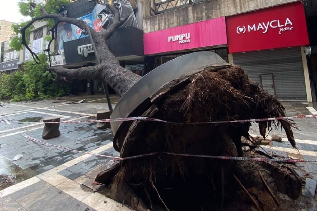 Un árbol arrancado de raíz en la ciudad de Córdoba por un feroz temporal
