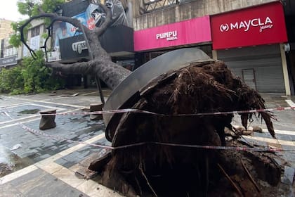 Un árbol arrancado de raíz en la ciudad de Córdoba por un feroz temporal