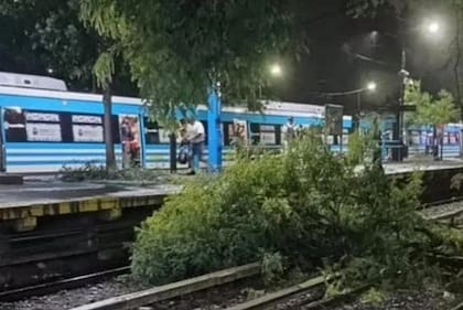 Un árbol caído en la vía de tren Sarmiento a la altura de Haedo