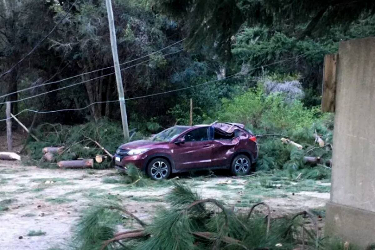 Ún árbol cayó sobre un auto durante el temporal de viento en Bariloche, hay una joven en estado crítico