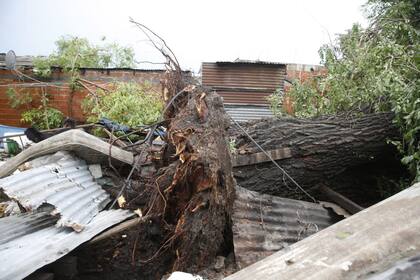 Un árbol cayó sobre una casa y como consecuencia dos personas murieron