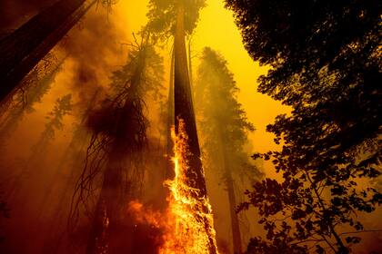 Un árbol en llamas en el incendio Windy en el sendero Trail of 100 Giants en el Parque Nacional de las Secuoyas, California, el 19 de septiembre de 2021. (AP Foto/Noah Berger, Archivo)