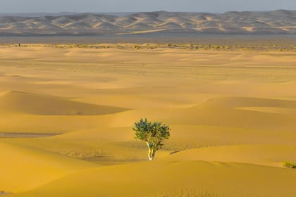 Un árbol en medio de un desierto árido. Es una de las imágenes más usadas para ilustrar la resiliencia, definida como la capacidad de adaptarse a situaciones adversas.