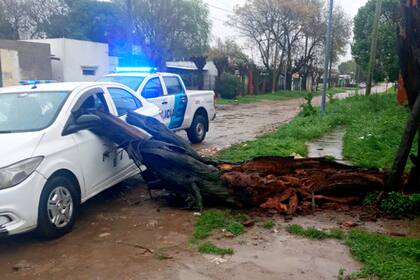 Un arbol que cayó por los fuertes vientos hirió a un conductor en Mar del Plata