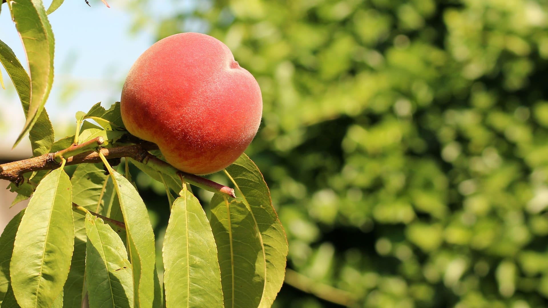 Un árbol tarda aproximadamente entre 2 y 4 años en dar sus primeros frutos
